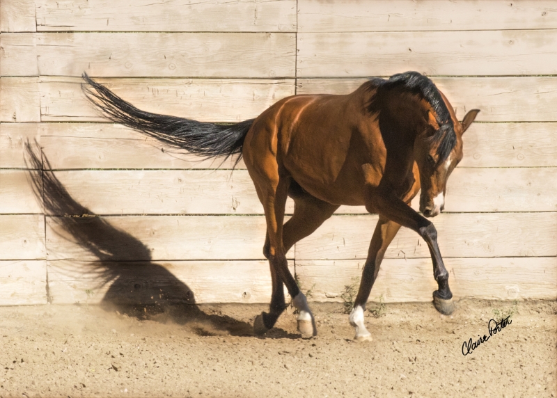 Sunlight Prance by artist Claire Porter